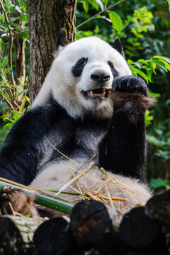 Giant panda in Chengdu China at the research base