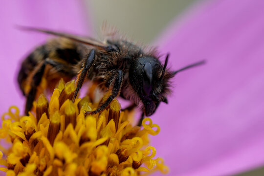 Closeup on a worn female European horned mason bee , Osmia bicornis on a pink Cosmos flower