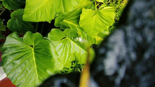 High angle view of fresh green elephant ear leaves covered in rain drops with a blurred dark foreground