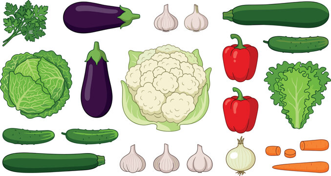 Botanical raw vegetable vector illustration bundle containing cauliflower cabbage bell pepper zucchini eggplant garlic and carrots for recipe culinary graphics