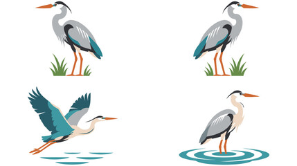 Obraz premium Four great blue herons in different poses on white background vector.