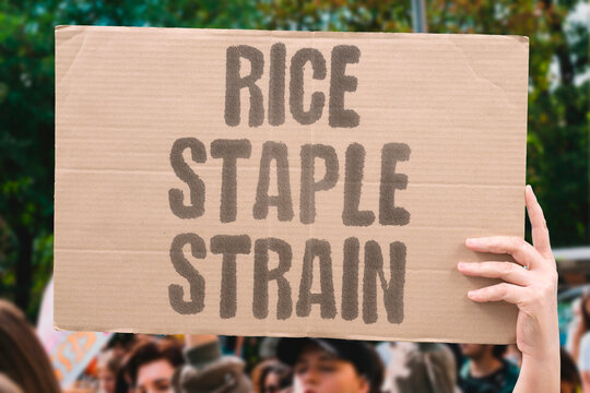 "Rice Staple Strain" Climate threatens key crop yields. RICE. STAPLE. STRAIN. CLIMATE. CROP.
