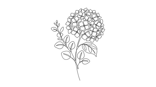 Elegant minimalist botanical line drawing of a hydrangea flower with detailed leaves and floral cluster in monochrome style