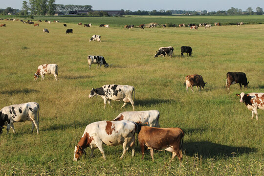 a green meadow with a large herd of cows that is grazing grass in summer