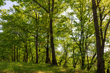 Fototapeta premium A sunlit forest clearing with green grass and young oak trees on a calm summer morning. Warm golden rays filter through the leafy canopy, dappled shadows across the meadow