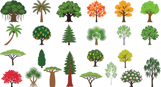 Diverse global vector tree collection featuring banyan palm baobab sequoia maple fruit and savanna species for educational landscape designs