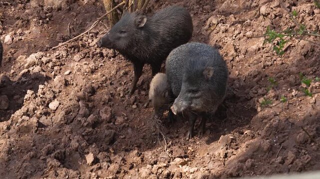 Close up of a black peccary pig family moving around mud on a sunny summer day searching and looking around