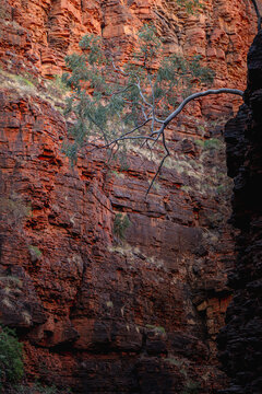 falling tree on the side of rock wall