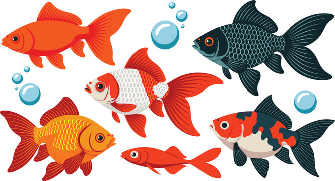 Goldfish varieties flat vector illustration pack. Vibrant orange comets, fancy telescope eyes, patterned shubunkins, ryukins, and shiny water bubbles organize a beautiful freshwater aquarium group.