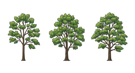 Obraz premium Set of three different green deciduous trees with lush foliage and brown trunks standing on a plain white background.