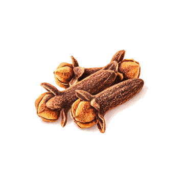 Clove, isolated watercolor element on white background