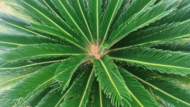 Top-down view of lush green sago palm leaves (Cycas revoluta) radiating from the center, representing symmetrical botanical patterns, tropical nature foliage, and exotic garden backgrounds.