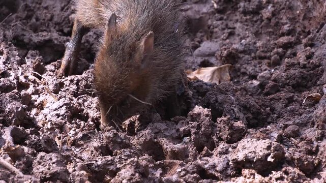Close up of a black peccary pig family moving around mud on a sunny summer day searching and looking around