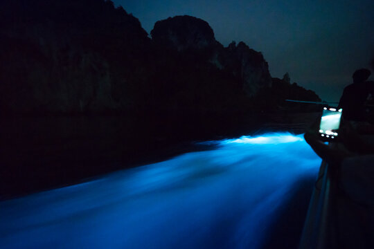 illumination plankton light in sea