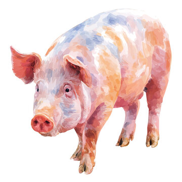 Pig, watercolor illustration isolated on white background
