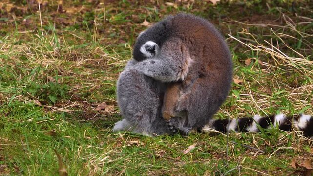 close up Ring-tailed or ringtail lemur catta or Katta with babies resting on a meadow on a sunny summer day