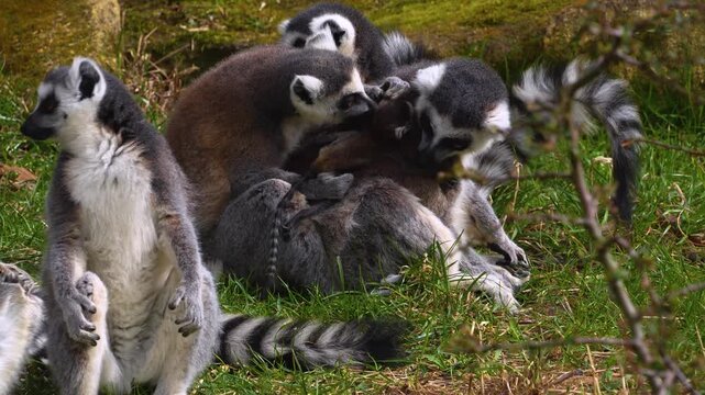 close up Ring-tailed or ringtail lemur catta or Katta with babies resting on a meadow on a sunny summer day