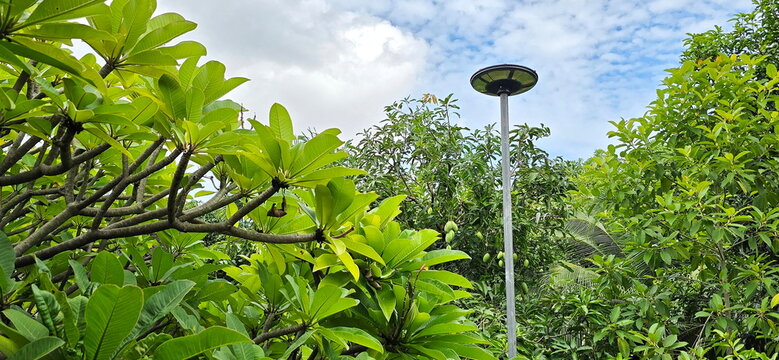 A natural landscape viewed. The vibrant green branches and leaves of the frangipani tree and other types of trees contrast with the color of the sky, with a solar-powered lamp placed in the center.  
