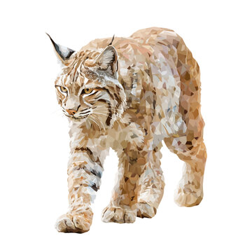Hand-painted watercolor artwork of Bobcat, isolated on white background