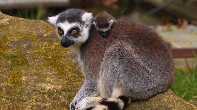 close up Ring-tailed or ringtail lemur catta or Katta with babies resting on a meadow on a sunny summer day