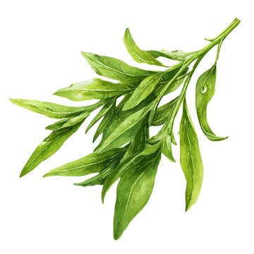 Hand-painted watercolor artwork of Tarragon, isolated on white background