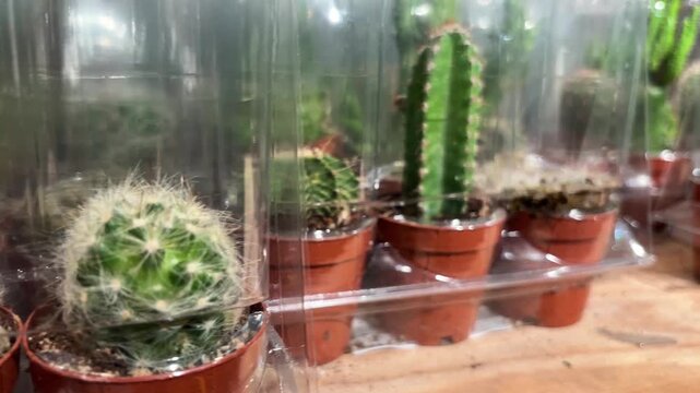 Assorted potted cactus plants wrapped in plastic packaging with spines in terracotta pots at garden shop display
