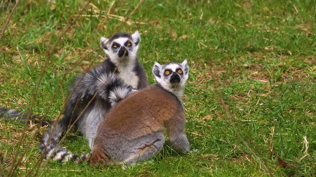 close up Ring-tailed or ringtail lemur catta or Katta with babies resting on a meadow on a sunny summer day