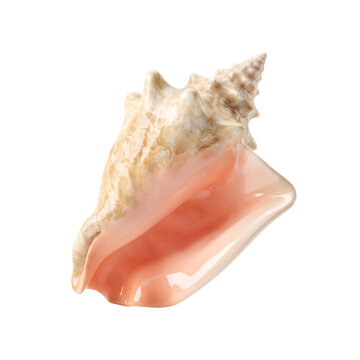 pink conch sea shell isolated on transparent background png