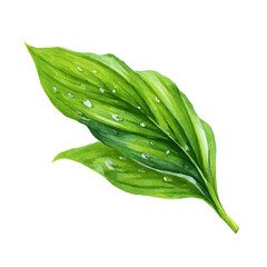 Plantain Leaf, watercolor illustration isolated on white background © John
