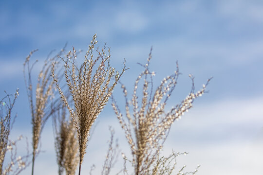Chinese silver grass, Miscanthus sinensis, with winter blue sky and cloud background and space for text.