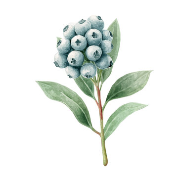 Silver Brunia, isolated watercolor element on white background