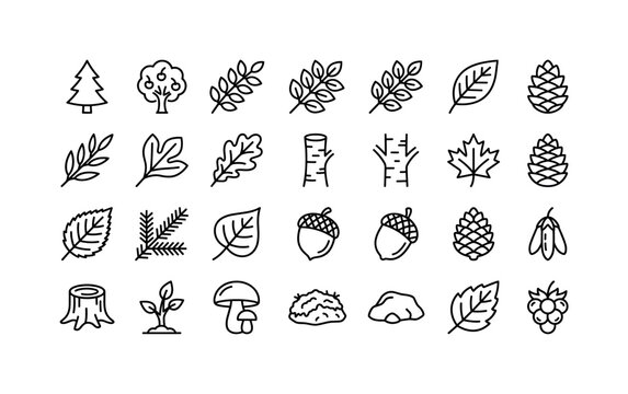 Forest Tree Lines. Line icon set of nature trees: pine tree, cherry tree, honey locust branch, shadbush branch, black cherry leaf, white spruce cone, black willow branch, sassafras leaf, oak leaf,