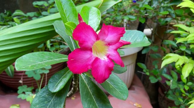 Closeup of Blooming Pink Desert Rose Flower, Tropical Garden 4K Footage