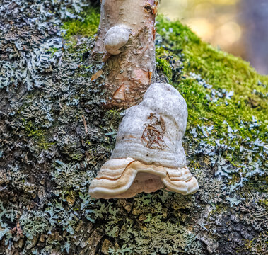 Hoof fungus (Tinder Polypore), an inedible perennial wood-decay mushroom that historically has been utilized as a fire starter..