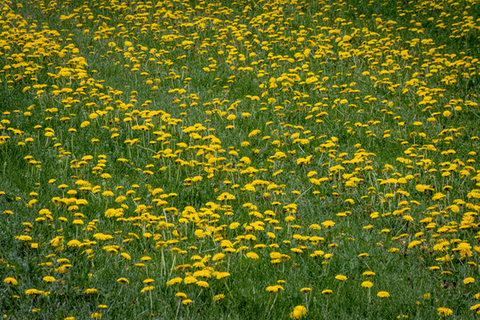 Full page of blooming dandelions in a lush, green lawn, a perfect surface for pollen foraging bees or other insects.