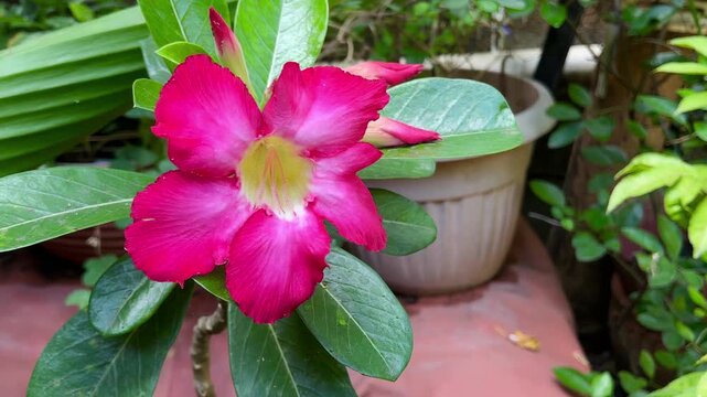 Closeup of Blooming Pink Desert Rose Flower, Tropical Garden 4K Footage