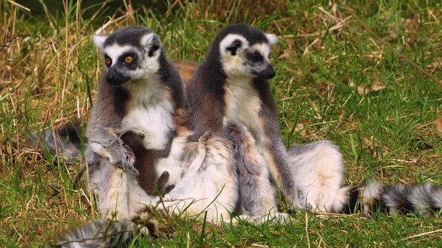 close up Ring-tailed or ringtail lemur catta or Katta with babies resting on a meadow on a sunny summer day