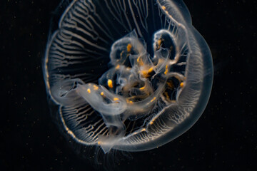 Moon Jellyfish moving around in darkened deepwater tank, Osaka Aquarium Kaiyukan © Denise