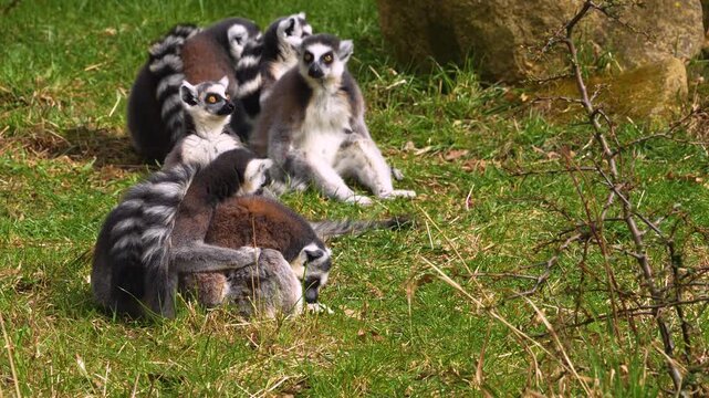 close up Ring-tailed or ringtail lemur catta or Katta with babies resting on a meadow on a sunny summer day