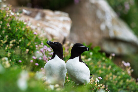 Pair of Razorbills (Alca torda) Looking in Opposite Directions Among Coastal Flowers