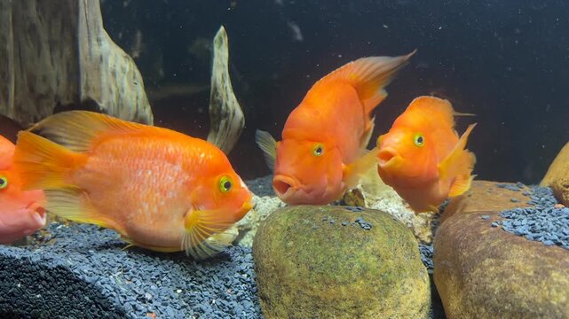 Orange parrot fish in an aquarium kissing or fighting. Red parrot cichlid. Aquarium fish. Two red parrot fish Blood parrot cichlid. Heart parrot or Taiwan hybrid fish swims in fishtank
