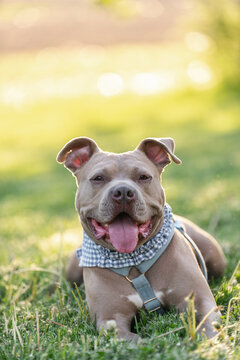 A portrait of a cute pitbull, rescue dog, relaxing in the grass with a bandanna on.