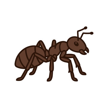 Brown garden ant side profile.