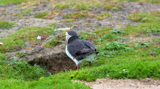 Atlantic Puffin (Fratercula arctica) Walking and Entering Nesting Burrow
