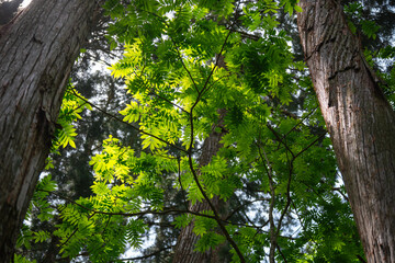 Fototapeta premium Green leaf tree forest sunlight branch trunk nature foliage woodland bark, green leaf canopy with sunlight among tall tree trunk and branch forest, fresh foliage, rough bark, shaded woodland