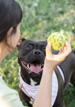 A cute adopted pitbull obsessed with playing fetch with a tennis ball.