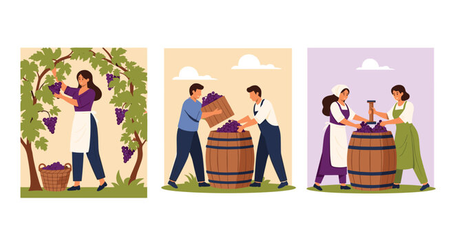 Collection of scenes showing agricultural workers harvesting ripe grapes and preparing them for the wine making process.