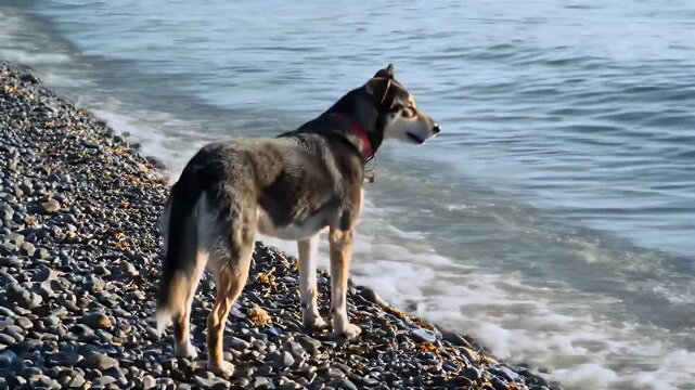 Wolf-like Dog Standing on Rocky Beach by the Sea