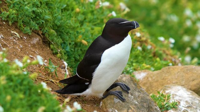 Razorbill (Alca torda) Stretching Beak Upwards and Making Eye Contact on a Grassy Cliff