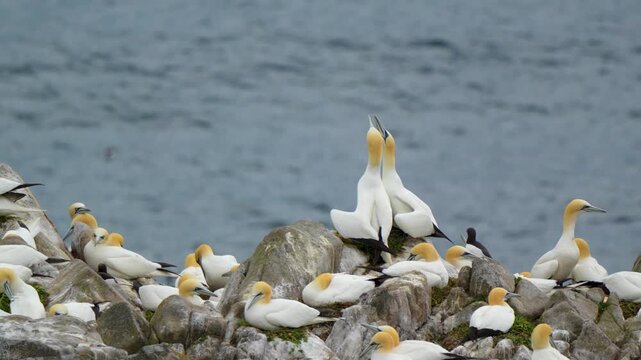 Northern Gannet (Morus bassanus) Colony with Pair Displaying Courtship Behavior